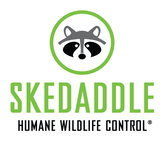 Skedaddle humane wildlife control franchise logo.