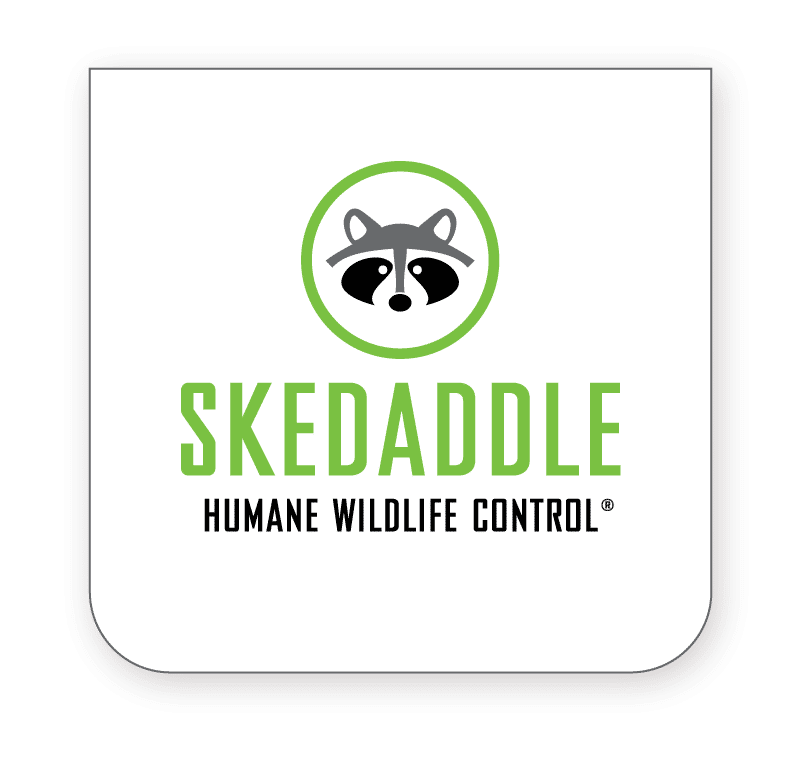 Skedaddle pest control franchise for sale logo.