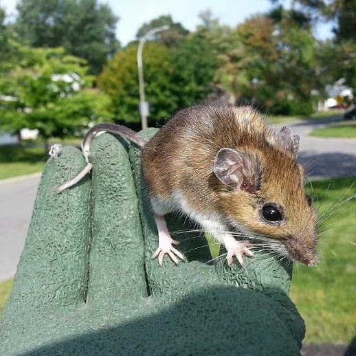 humane animal removal home services franchise mouse in hand