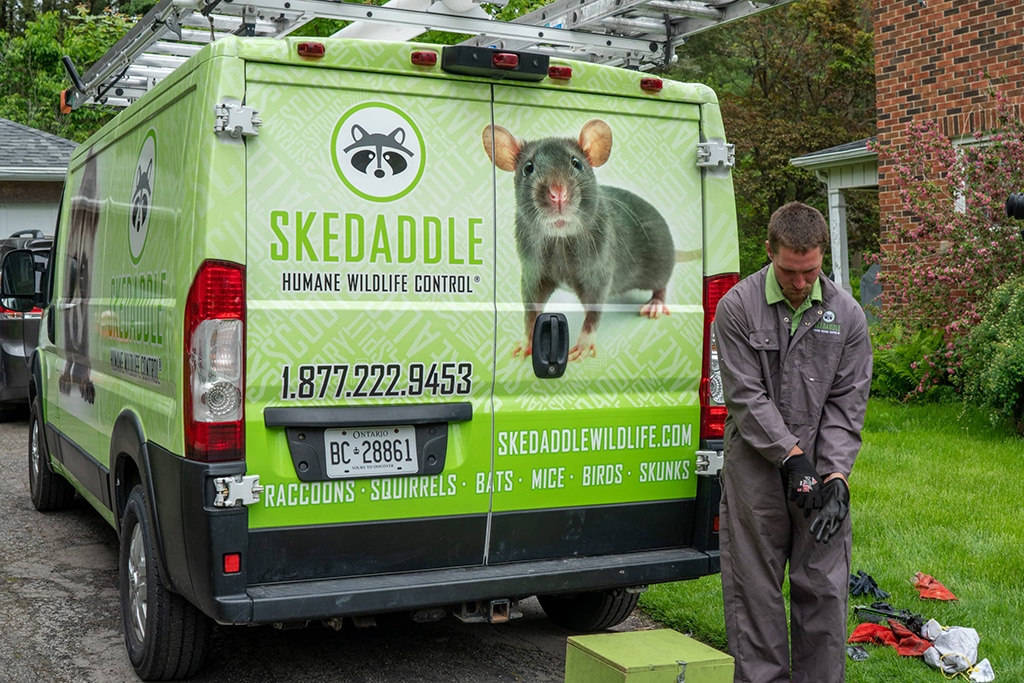 Winterize Your House - Skedaddle, Humane Wildlife Removal 2