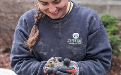 At Skedaddle Wildlife and Pest Removal, We Do It Better Than The Rest