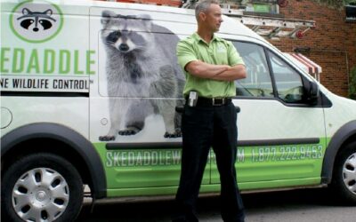 We Know You Didn’t Dream Of Owning A Wildlife Removal Franchise, BUT We Just Might Check Every Box You Are Looking For