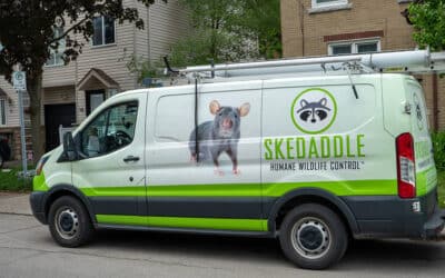 How to Tell if Your City Would Be a Perfect Fit for a Skedaddle Wildlife Franchise